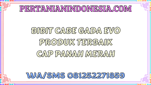 Bibit Cabe Gada Evo Produk Terbaik Cap Panah Merah